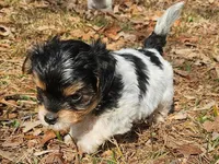Lily's AKC Black Male, a male Yorkshire Terrier for sale in Fairview, TN – Photo 7 of 8