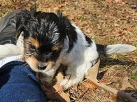 Lily's AKC Black Male, a male Yorkshire Terrier for sale in Fairview, TN – Photo 6 of 8