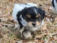 Lily's AKC Black Male, a male Yorkshire Terrier for sale in Fairview, TN – Photo 3 of 8