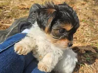 Lily's AKC Black Male, a male Yorkshire Terrier for sale in Fairview, TN – Photo 1 of 8
