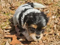 Lily's AKC Black Male, a male Yorkshire Terrier for sale in Fairview, TN – Photo 5 of 8