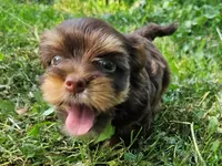 Cocoa's AKC Red Male, a male Yorkshire Terrier for sale in Lynchburg, TN – 5 of 9