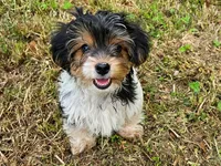 Lily's AKC Black Male, a male Yorkshire Terrier for sale in Lynchburg, TN – 5 of 7