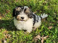 Lily's AKC Tan Male, a male Yorkshire Terrier for sale in Lynchburg, TN – 8 of 10