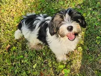 Lily's AKC Tan Male, a male Yorkshire Terrier for sale in Lynchburg, TN – 2 of 10
