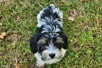 Lily's AKC Tan Male, a male Yorkshire Terrier for sale in Lynchburg, TN – 9 of 10