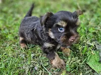 Cocoa's AKC Brown Male, a male Yorkshire Terrier for sale in Lynchburg, TN – 4 of 10