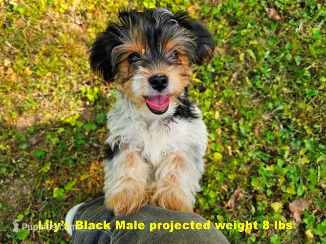Lily's AKC Black Male – Yorkshire Terrier puppy for sale in Lynchburg, TN