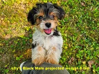 Lily's AKC Black Male, a male Yorkshire Terrier for sale in Lynchburg, TN – 1 of 7