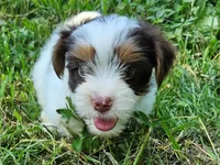 Cocoa's AKC Aqua Male, a male Yorkshire Terrier for sale in Lynchburg, TN – 3 of 9