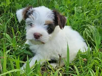 Cocoa's AKC Pink Female, a female Yorkshire Terrier for sale in Lynchburg, TN – 2 of 7