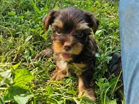 Cocoa's AKC Red Male, a male Yorkshire Terrier for sale in Lynchburg, TN – 9 of 9