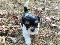 Lily Orange Female, a female Yorkshire Terrier for sale in Fairview, TN – Photo 8 of 8