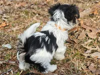 Lily Orange Female, a female Yorkshire Terrier for sale in Fairview, TN – Photo 5 of 8