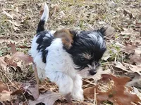 Lily Orange Female, a female Yorkshire Terrier for sale in Fairview, TN – Photo 6 of 8