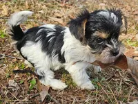 Lily Orange Female, a female Yorkshire Terrier for sale in Fairview, TN – Photo 1 of 8