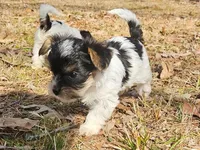 Lily Orange Female, a female Yorkshire Terrier for sale in Fairview, TN – Photo 3 of 8