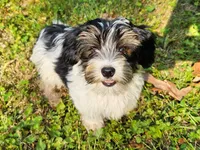 Lily's AKC Tan Male, a male Yorkshire Terrier for sale in Lynchburg, TN – 3 of 10