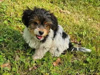 Lily's AKC Black Male, a male Yorkshire Terrier for sale in Lynchburg, TN – 3 of 7