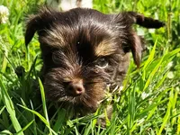 Cocoa's AKC Brown Male, a male Yorkshire Terrier for sale in Lynchburg, TN – 9 of 10