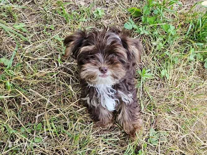 Mocha's AKC Blue Male – Yorkshire Terrier puppy for sale in Lynchburg, TN