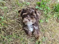 Mocha's AKC Blue Male, a male Yorkshire Terrier for sale in Lynchburg, TN – 1 of 10