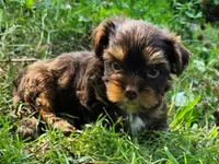 Cocoa's AKC Red Male, a male Yorkshire Terrier for sale in Lynchburg, TN – 4 of 9