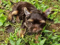 Cocoa's AKC Chocolate Male, a male Yorkshire Terrier for sale in Lynchburg, TN – 6 of 9