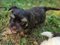 Cocoa's AKC Brown Male, a male Yorkshire Terrier for sale in Lynchburg, TN – 3 of 10