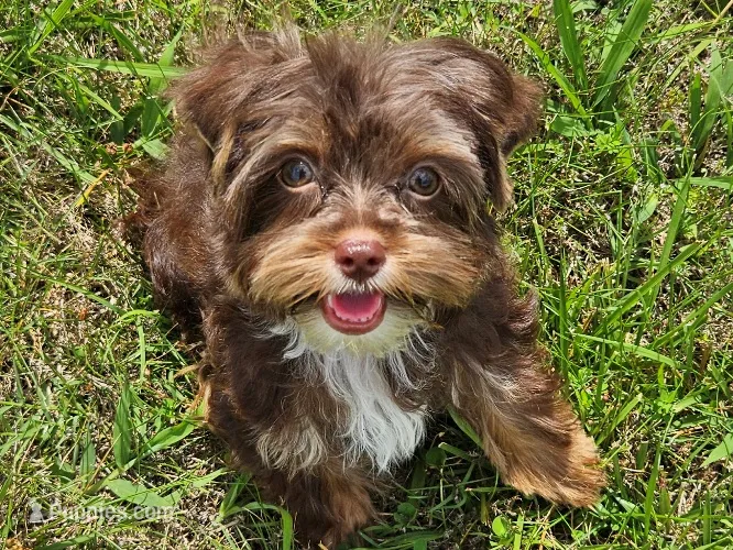 Mocha's AKC Blue Male – Yorkshire Terrier puppy for sale in Lynchburg, TN