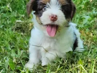 Cocoa's AKC Aqua Male, a male Yorkshire Terrier for sale in Lynchburg, TN – 4 of 9