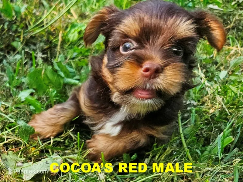 Cocoa's AKC Red Male – Yorkshire Terrier puppy for sale in Lynchburg, TN