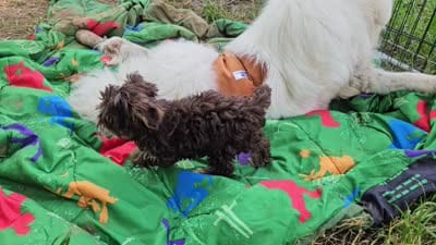 Mocha's AKC Blue Male, a male Yorkshire Terrier for sale in Lynchburg, TN – 8 of 10