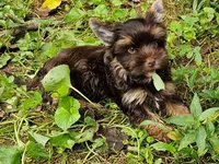 Cocoa's AKC Chocolate Male, a male Yorkshire Terrier for sale in Lynchburg, TN – 4 of 9