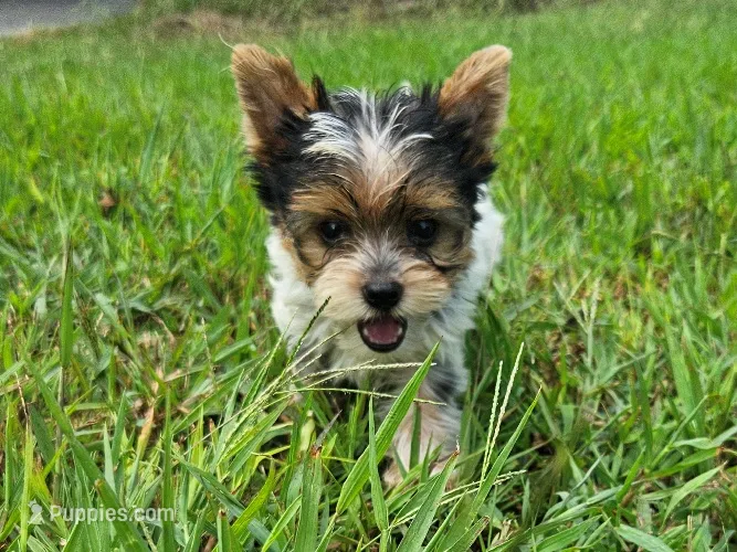 AKC Trouble's Green Male Yorkie – Yorkshire Terrier puppy for sale in Lynchburg, TN