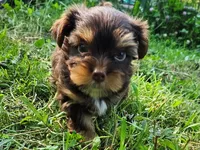 Cocoa's AKC Red Male, a male Yorkshire Terrier for sale in Lynchburg, TN – 8 of 9