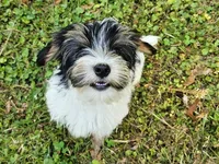 Lily's AKC Tan Male, a male Yorkshire Terrier for sale in Lynchburg, TN – 10 of 10