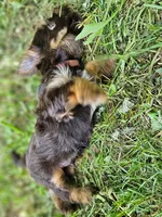 Cocoa's AKC Brown Male, a male Yorkshire Terrier for sale in Lynchburg, TN – 10 of 10