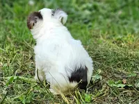 Cocoa's AKC Pink Female, a female Yorkshire Terrier for sale in Lynchburg, TN – 3 of 7