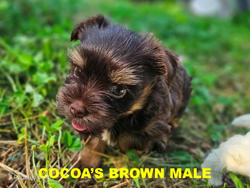 Cocoa's AKC Brown Male – Yorkshire Terrier puppy for sale in Lynchburg, TN