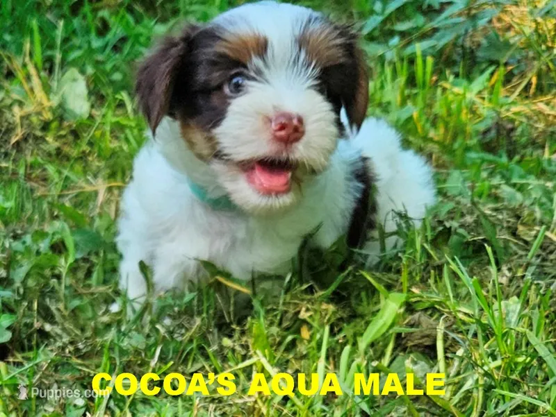 Cocoa's AKC Aqua Male – Yorkshire Terrier puppy for sale in Lynchburg, TN