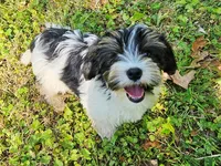 Lily's AKC Tan Male, a male Yorkshire Terrier for sale in Lynchburg, TN – 4 of 10