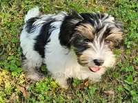 Lily's AKC Tan Male, a male Yorkshire Terrier for sale in Lynchburg, TN – 6 of 10