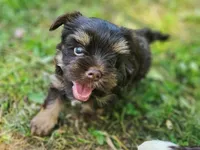 Cocoa's AKC Brown Male, a male Yorkshire Terrier for sale in Lynchburg, TN – 6 of 10
