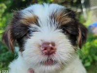 Cocoa's AKC Aqua Male, a male Yorkshire Terrier for sale in Lynchburg, TN – 5 of 9