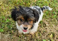 Lily's AKC Black Male, a male Yorkshire Terrier for sale in Lynchburg, TN – 6 of 7
