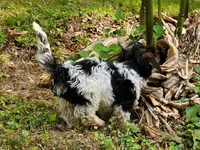 Lily's AKC Black Male, a male Yorkshire Terrier for sale in Lynchburg, TN – 2 of 7