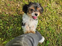 Lily's AKC Black Male, a male Yorkshire Terrier for sale in Lynchburg, TN – 4 of 7
