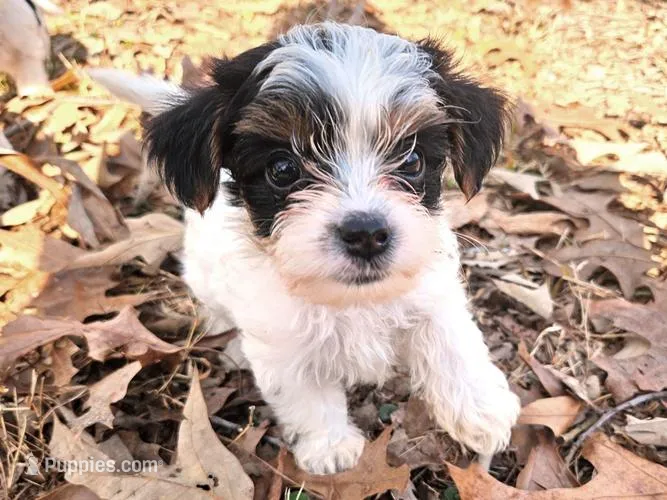 Lily AKC Pink Female – Yorkshire Terrier puppy for sale in Fairview, TN
