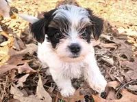 Lily AKC Pink Female, a female Yorkshire Terrier for sale in Fairview, TN – Photo 1 of 10